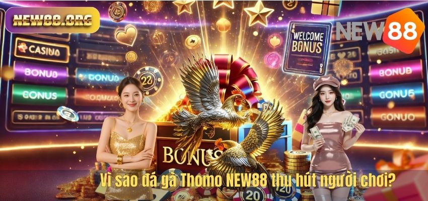 Đá Gà Thomo NEW88 – Đấu Trường Chọi Gà Kịch Tính Hàng Đầu 2026 Vì sao đá gà Thomo NEW88 thu hút người chơi?